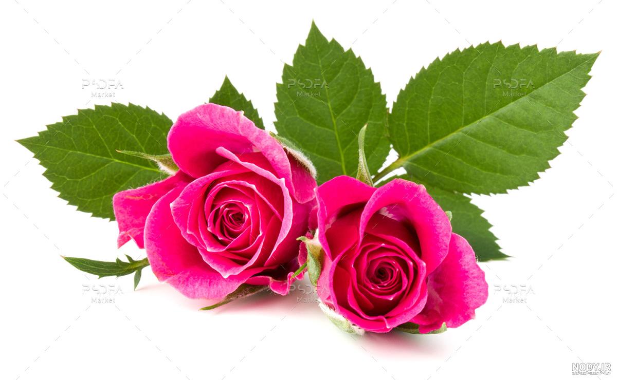 عکس گل رز سفید عاشقانه - عکس نودی عکس گل رز سفید عاشقانه - عکس نودی