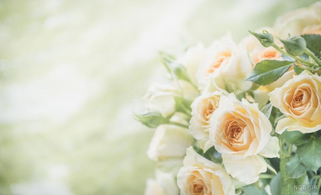 عکس گل سفید و قرمز