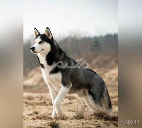 مشخصات کامل، قیمت و خرید نژاد سگ ژرمن شپرد (German Shepherd Dog) | پت راید