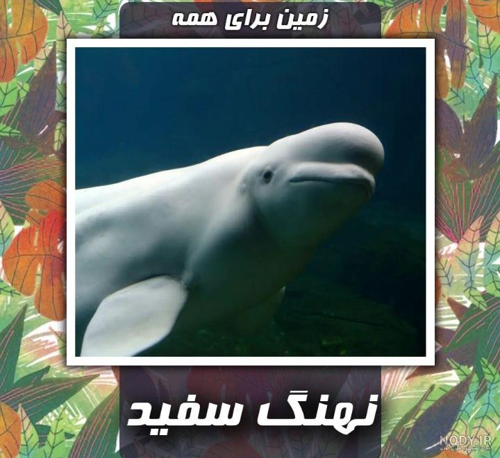 مشرق نیوز - عکس/ دنیای زیبای نهنگ‌های سفید