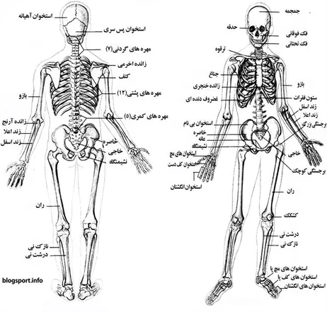 آناتومی بدن انسان – از صفر تا صد + عکس آناتومی فارسی – فرادرس - مجله‌