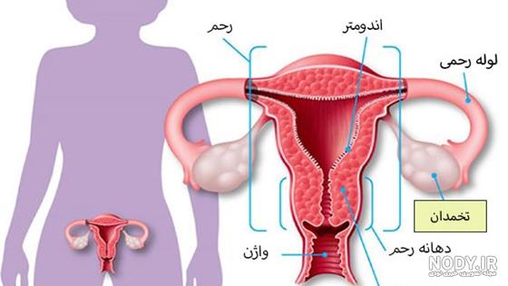 آناتومی بدن زن اسکلت اندام بدن ورزشکار عضله دویدن - ایران طرح