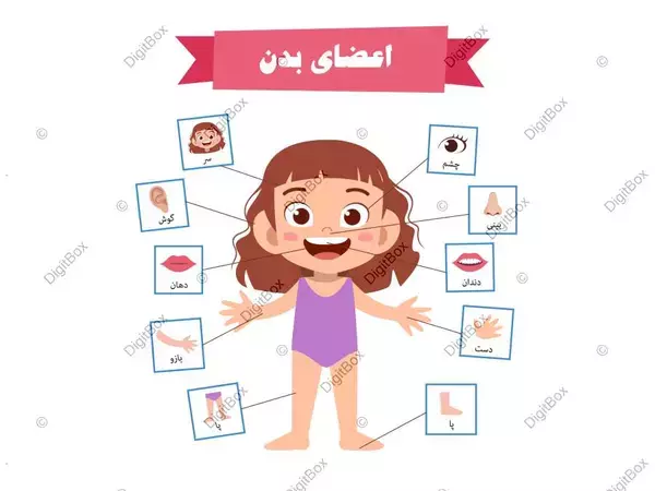 اعضای داخل بدن آدم های چاق بزرگتر است ؟