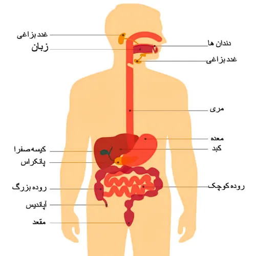 تعداد اعضای بدن انسان چقدر است؟