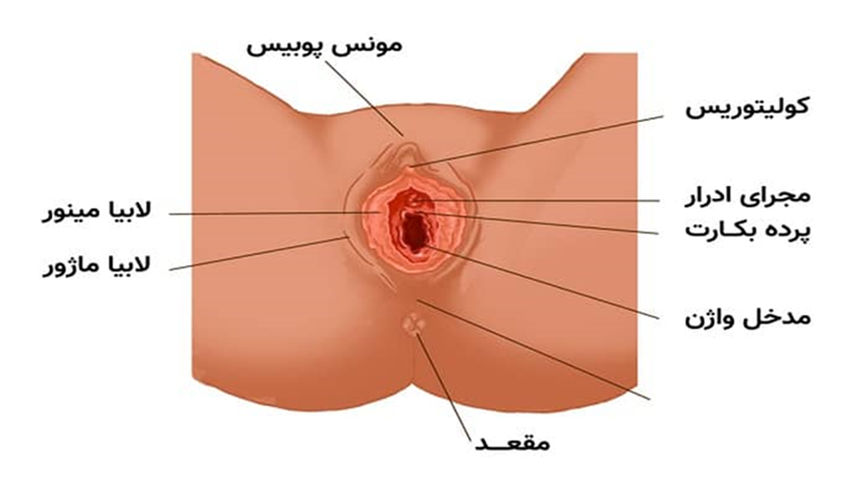 دهانة رحم عکس اعضای بدن زن با اسم
