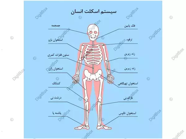 شناخت اعضای داخلی بدن