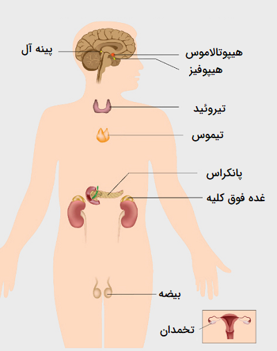 عکس آناتومی بدن با اسم - عکس نودی