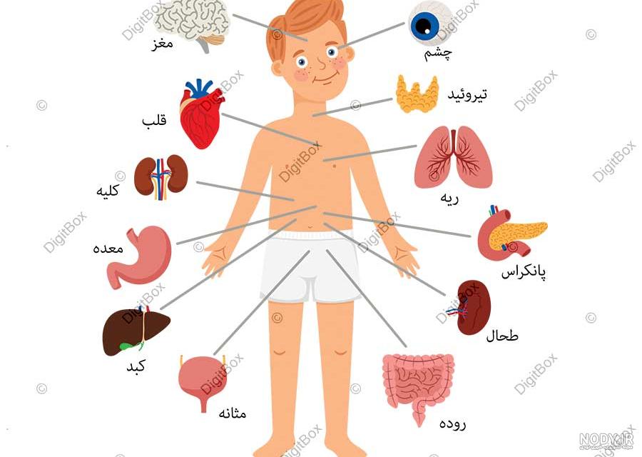 عکس آناتومی بدن با اسم - عکس نودی