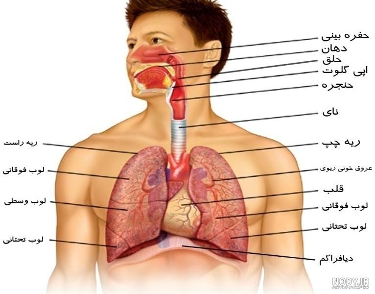 عکس آناتومی بدن با اسم - عکس نودی