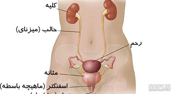 عکس آناتومی بدن با اسم - عکس نودی