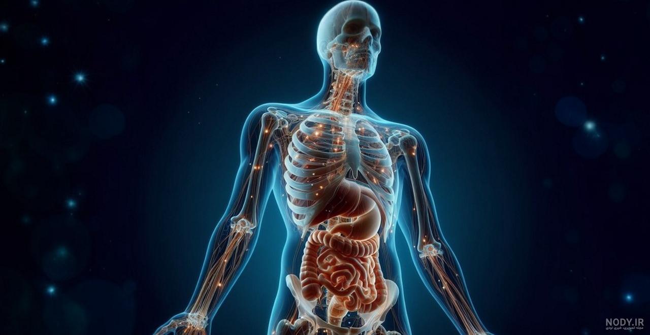 عکس آناتومی بدن زن و مرد در کنار هم در پس زمینه سفید – عکس با ...