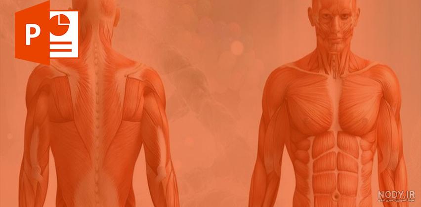 عکس آناتومی بدن کامل - عکس نودی