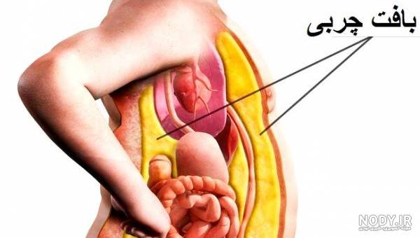 عکس آناتومی داخلی بدن انسان - مسترگراف