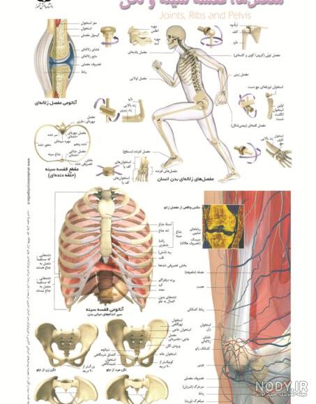 عکس اعضای-بدن-انسان-با-اسم-فارسی-دیجیت باکس - DigitBox