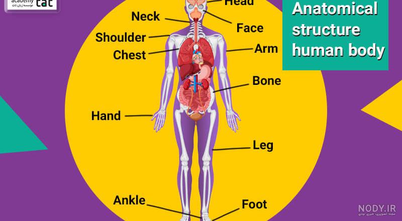 عکس اعضای بدن زن با اسم فارسی