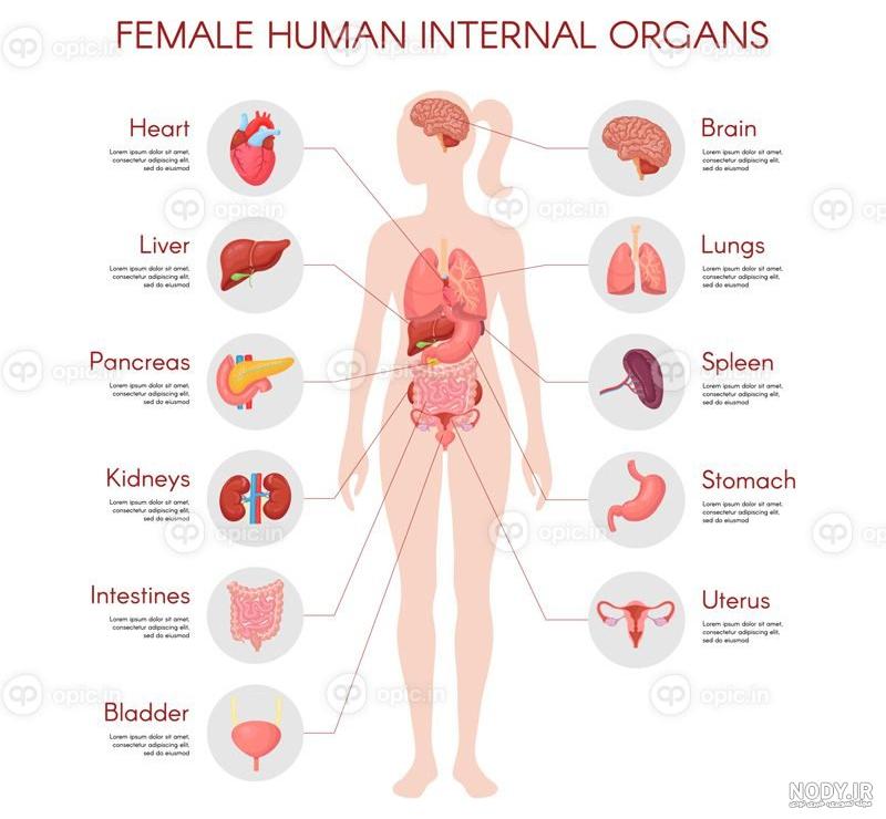 عکس اعضای بدن زن با اسم فیلم