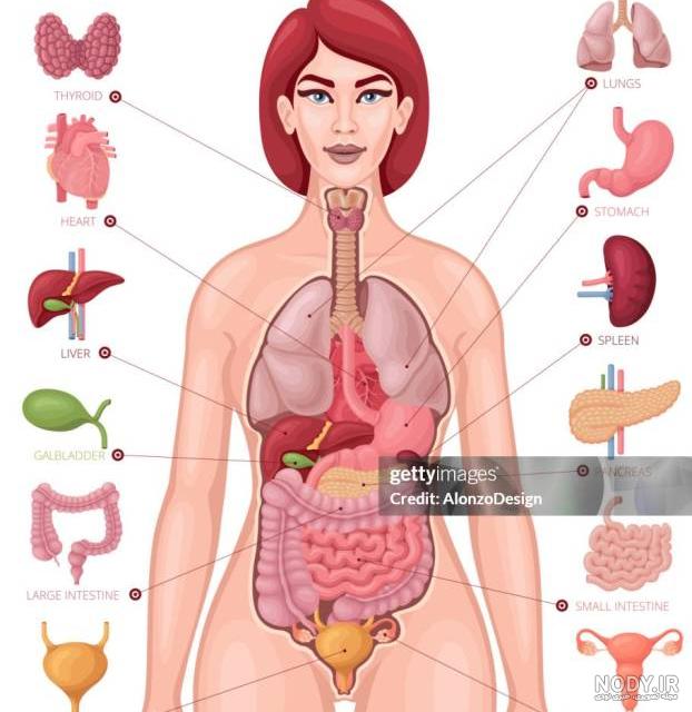 عکس اعضای بدن زن واقعی با اسم فارسی