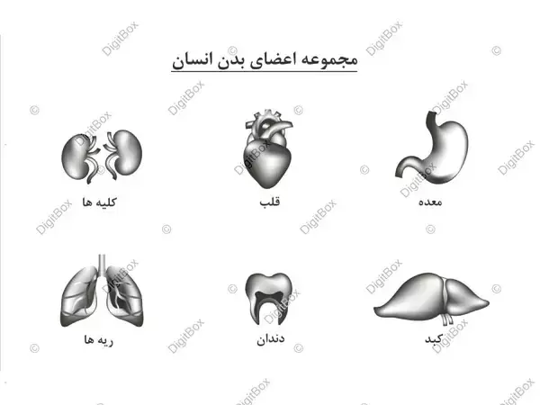 فیلم اعضای بدن زن با اسم