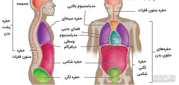 مدل ها | مدل سه بعدی | کاراکتر | آناتومی | آناتومی بدن زن و مرد