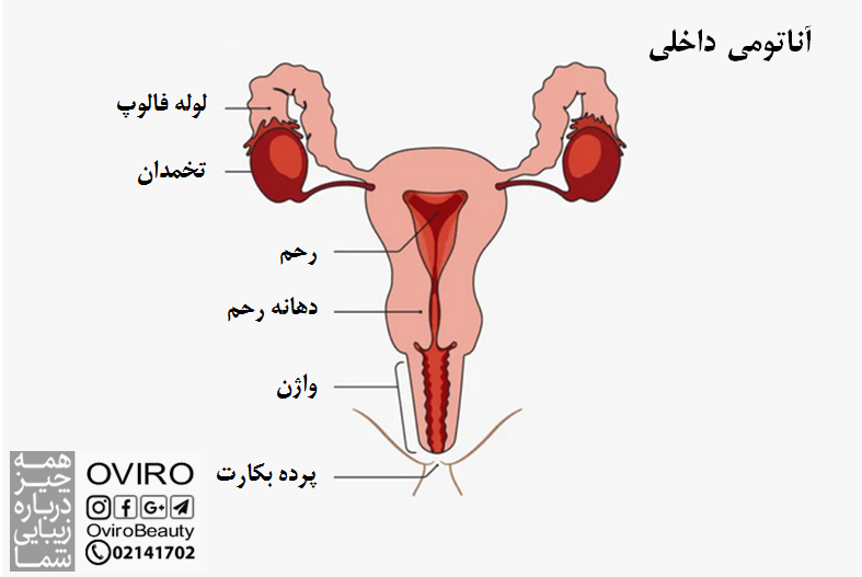 مدل ها | مدل سه بعدی | کاراکتر | آناتومی | آناتومی بدن زن و مرد
