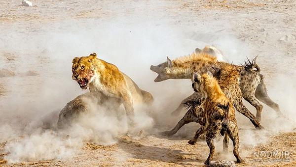 تصاویر) معمای دو شیر نر یک چشم در حیات وحش آفریقا تصاویر) معمای دو شیر نر یک چشم در حیات وحش آفریقا