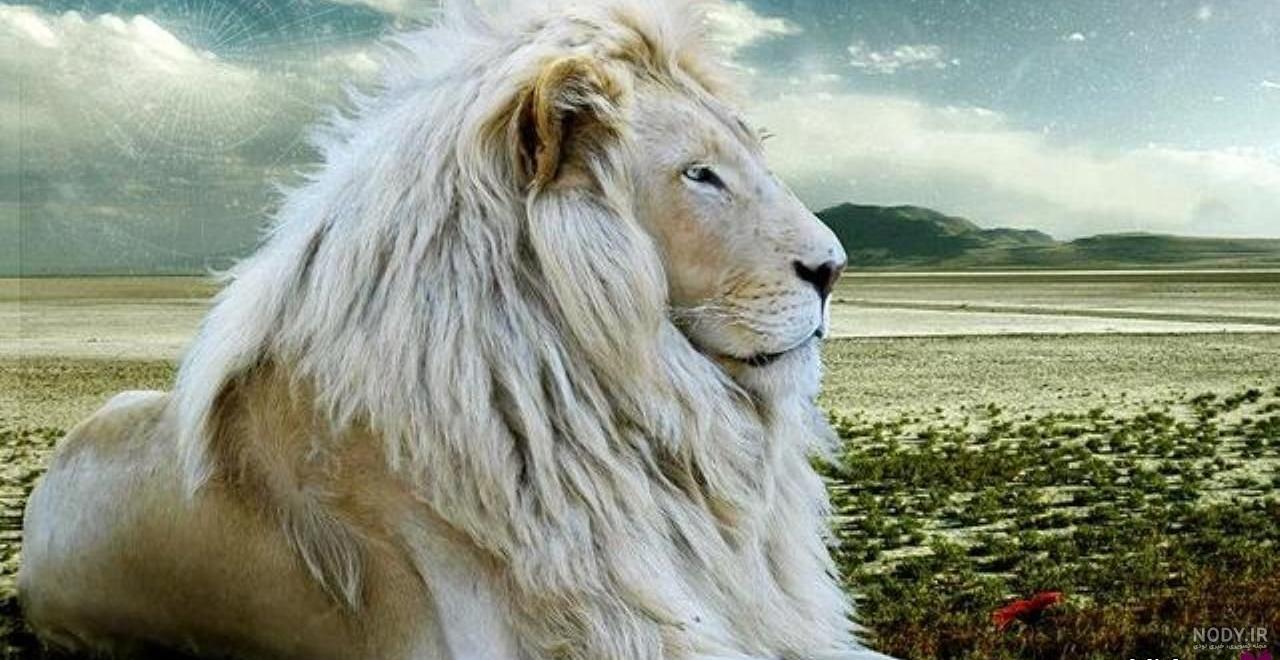 سلطان جنگل را در اوج قدرت و تخت پادشاهی ببینید سلطان جنگل را در اوج قدرت و تخت پادشاهی ببینید