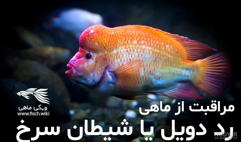 شیطان دریا در حرم امام رضا(ع) شیطان دریا در حرم امام رضا(ع)