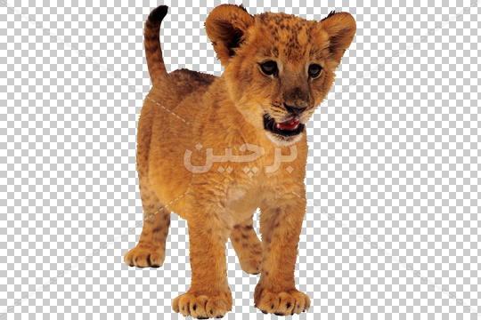 عکس تمام رخ شیر با کیفیت HD