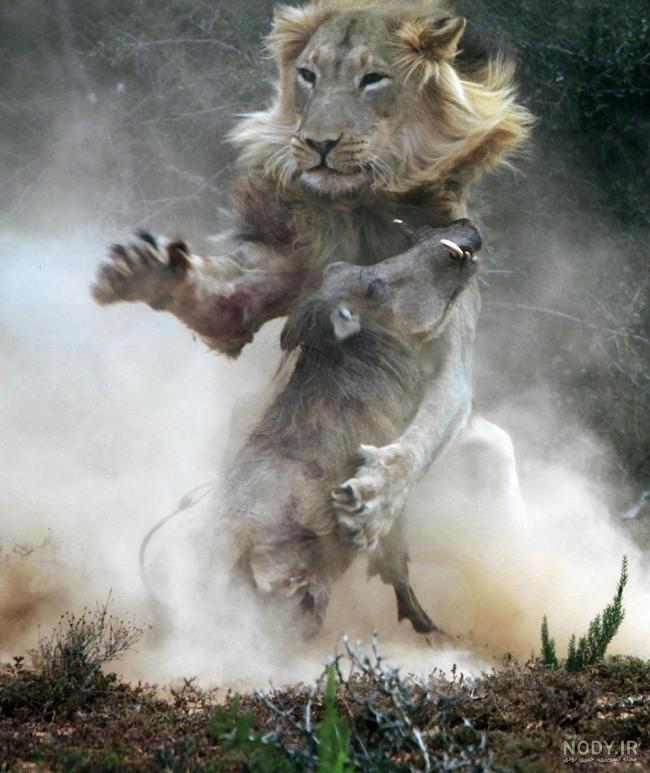 عکس دختر زیبای شیرازی