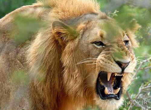 عکس دوربری سلطان جنگل عکس دوربری سلطان جنگل