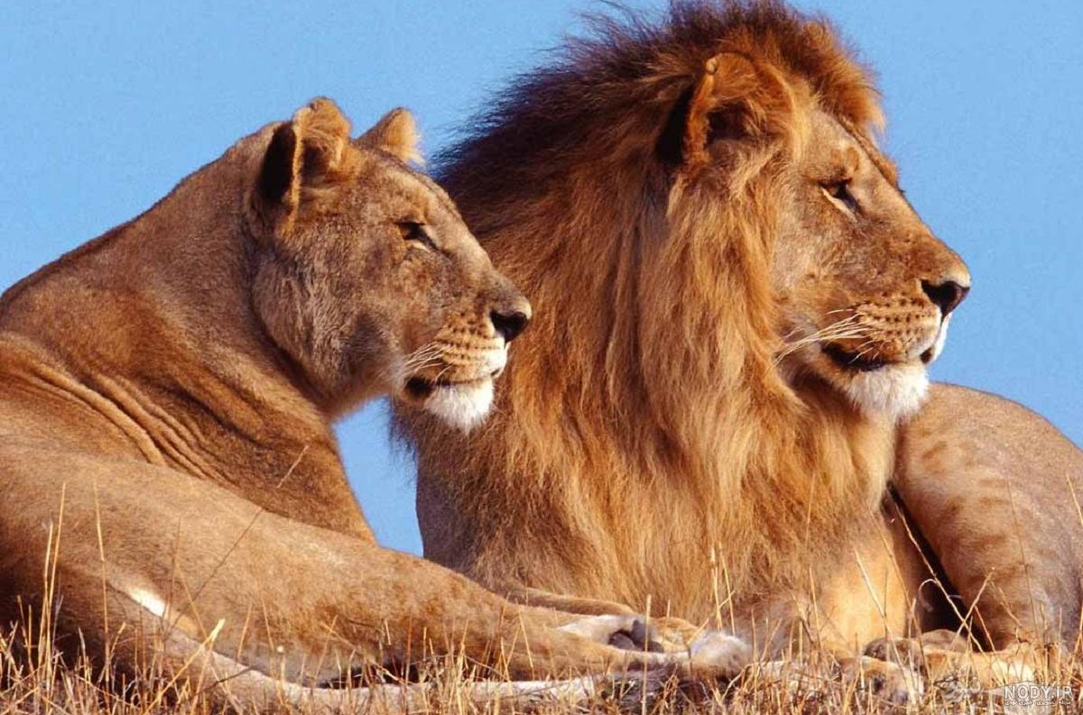 عکس های زیبا و دیدنی از شیر سلطان جنگل عکس های زیبا و دیدنی از شیر سلطان جنگل