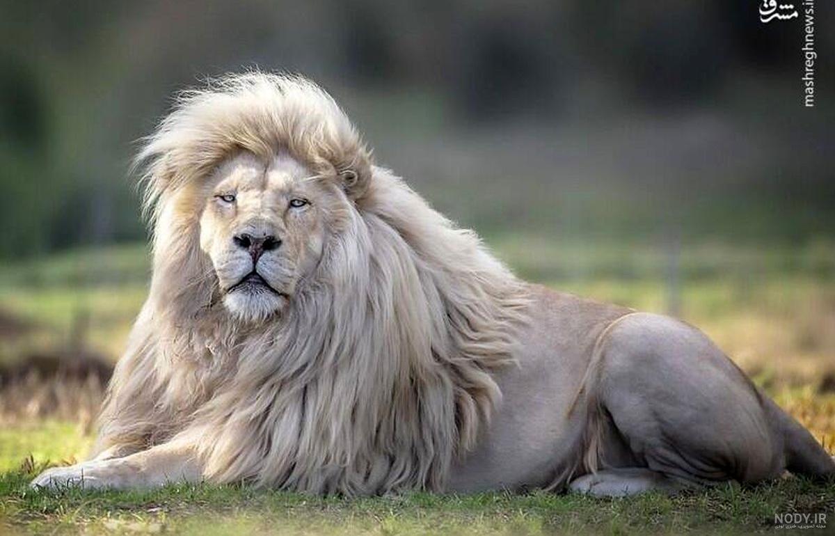 عکس زیبای شیر نر