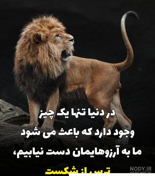 عکس شیر با متن لاتی