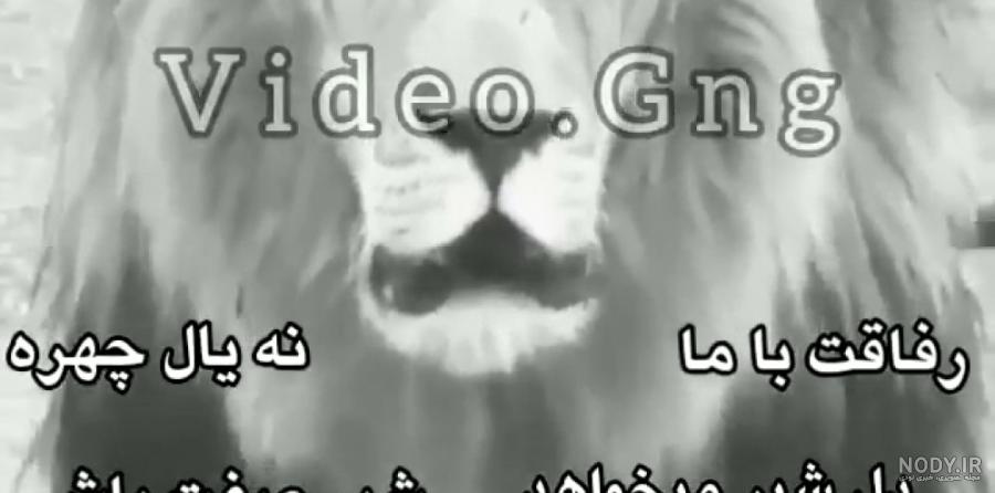 عکس شیر برای پروفایل خفن ❤️ [ بهترین تصاویر ]