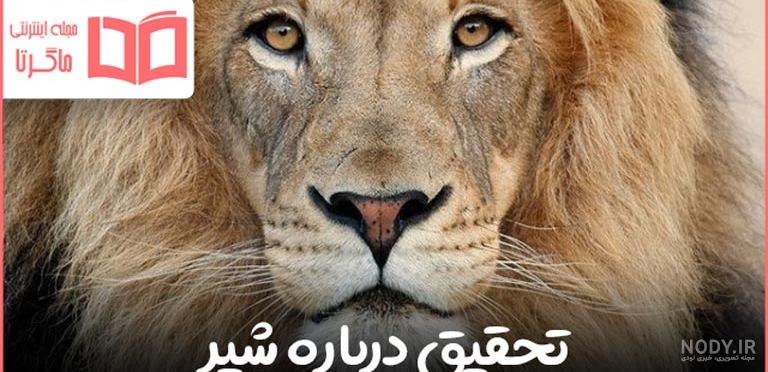 عکس شیر بچه - عکس نودی عکس شیر بچه - عکس نودی