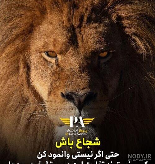 عکس شیر سفید ماده ❤️ [ بهترین تصاویر ]