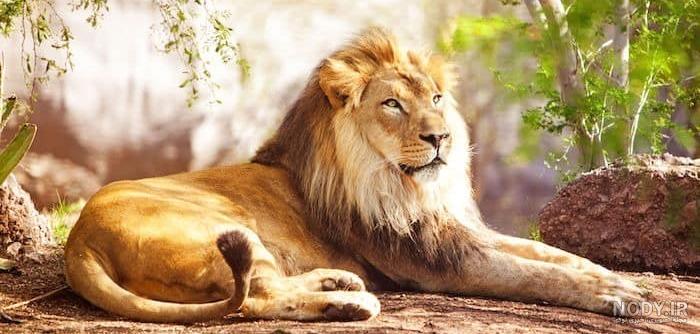 عکس شیر های عاشقانه