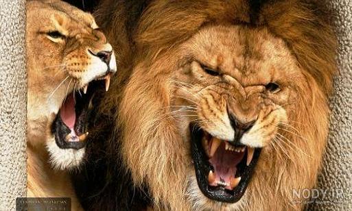 عکس شیر 1402 | عکس شیر وحشی | عکس شیر جنگل | عکس شیر برای پروفایل
