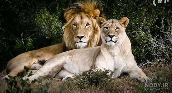 عکس های شیر نر و ماده