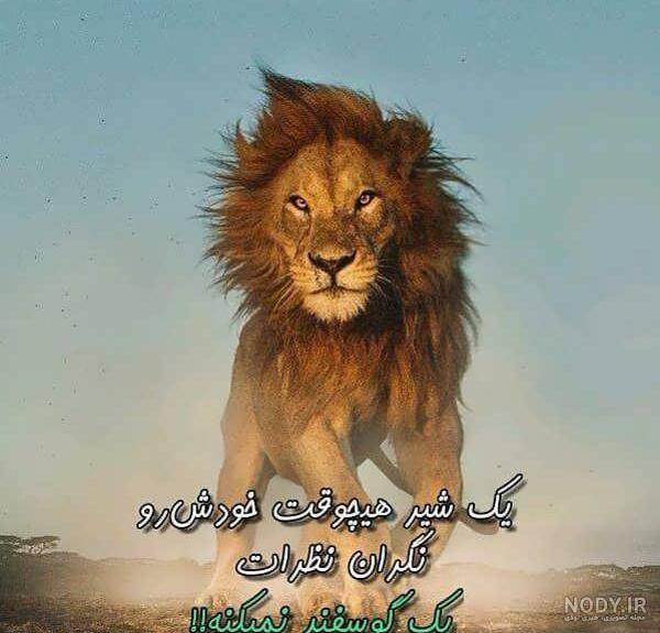 عکس شیر های