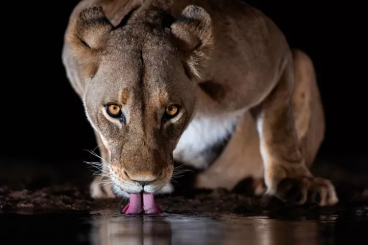عکس شیر🦁دانلود 21 عکس شیر جنگل با کیفیت بالا عکس شیر🦁دانلود 21 عکس شیر جنگل با کیفیت بالا