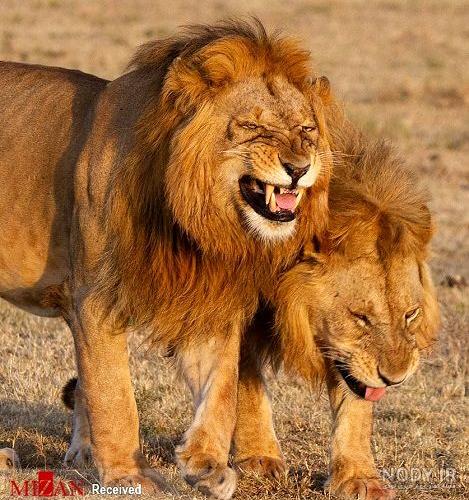 عکس شیر🦁دانلود 21 عکس شیر جنگل با کیفیت بالا
