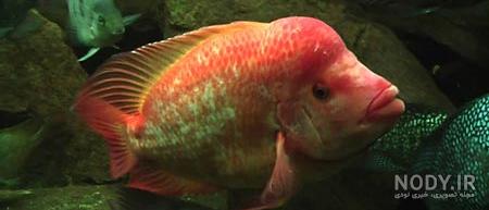 عکس ماهی شیطان سرخ عکس ماهی شیطان سرخ