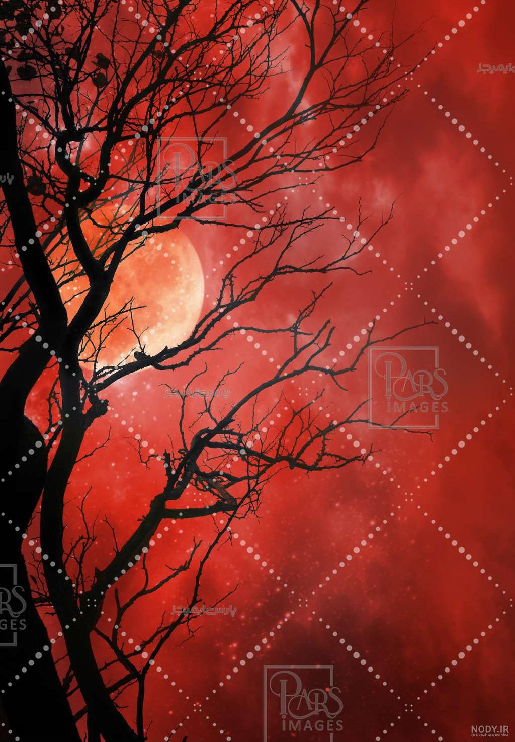 ماهی رد دویل (Red Devil) | ماکی دام ماهی رد دویل (Red Devil) | ماکی دام