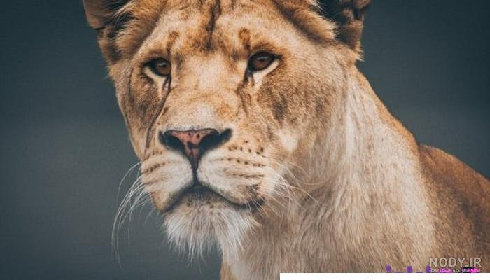 متن فاز سنگین درباره شیر با عکس پروفایل زیبا با موضوع شیر جنگل متن فاز سنگین درباره شیر با عکس پروفایل زیبا با موضوع شیر جنگل