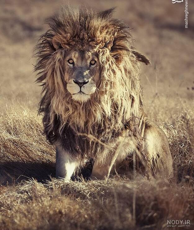 مجموعه تصویر زمینه جذاب و با کیفیت شیر سلطان جنگل lion | فریپیکر مجموعه تصویر زمینه جذاب و با کیفیت شیر سلطان جنگل lion | فریپیکر
