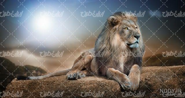 نقاشی شیر جنگل | نقاشی سلطان جنگل | عکس شیر جنگل|نقاشی ساده نقاشی شیر جنگل | نقاشی سلطان جنگل | عکس شیر جنگل|نقاشی ساده