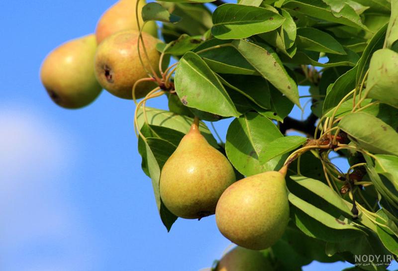 آخرین فرصت خرید نهال گلابی و به در سال ۱۴۰۱ - خبرآنلاین