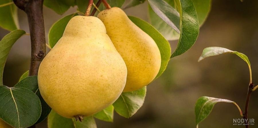 آشنايی با درخت گلابی و همه چيز درباره آن - پوپونیک