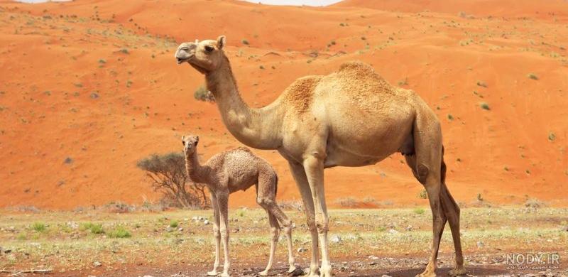 تکنیک جالب یک شتر برای بالا رفتن از تپه شنی تکنیک جالب یک شتر برای بالا رفتن از تپه شنی